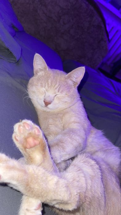 котенок в самые любящие и добрые руки