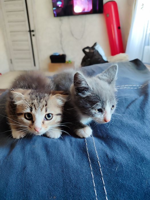 Отдам котят мышеловок