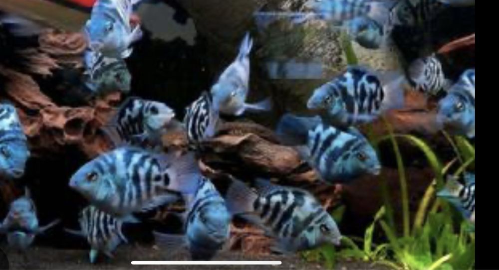 Сапфировый попугай