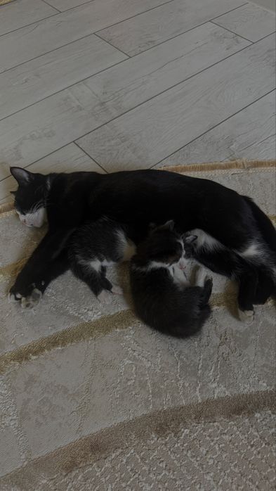 Котенок в добрые руки
