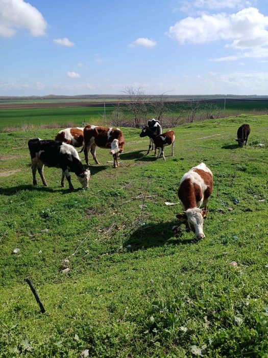 Vand vaci Montbeliarde