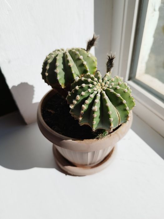 Продам два комнатных цветка