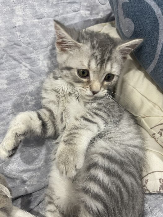 Котята британцы