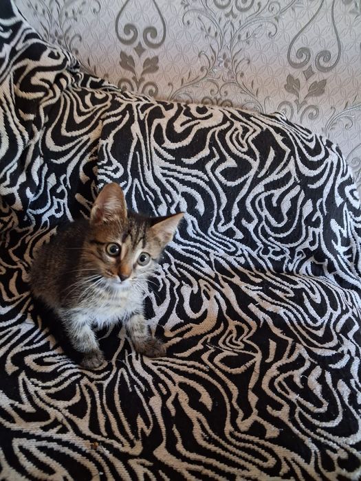 Котенок в добрые руки