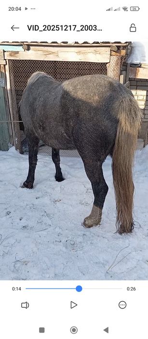 Продам жеребца,,