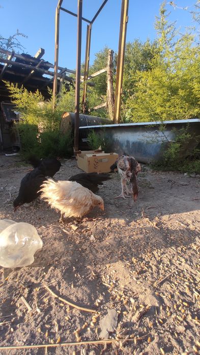 Курей цыплята продам астролоб