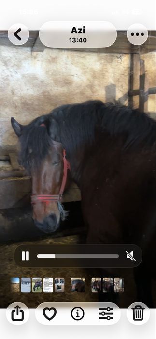 Vand - schimb iapa gestanta,4 ani