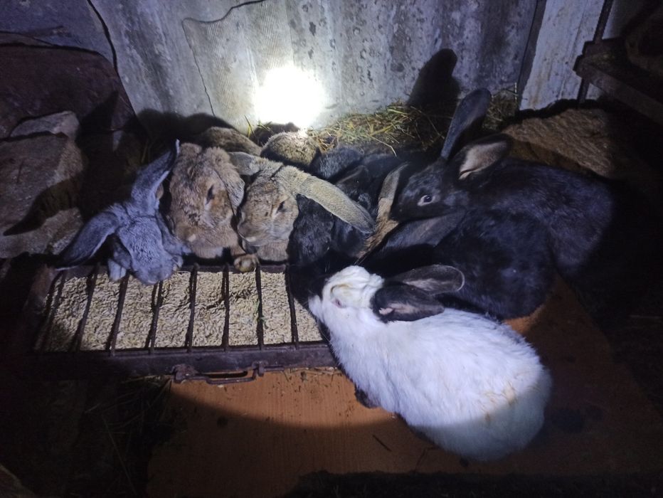 Кролики ,крольчата