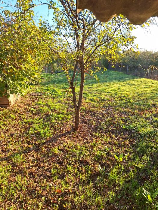 Vand casa in gruiu lipia cu teren de 900 mp la strada asfaltata  toate