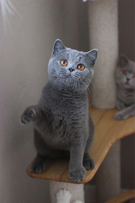 Британская кошечка, британский котенок