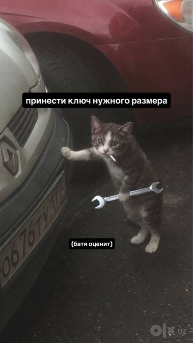 Kichkina mushukchaga uy izlayapmiz
