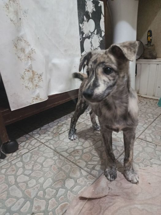 Ищем семью для малыша