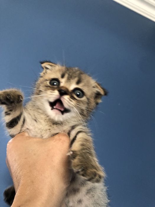 Котенок вислоухий мальчик