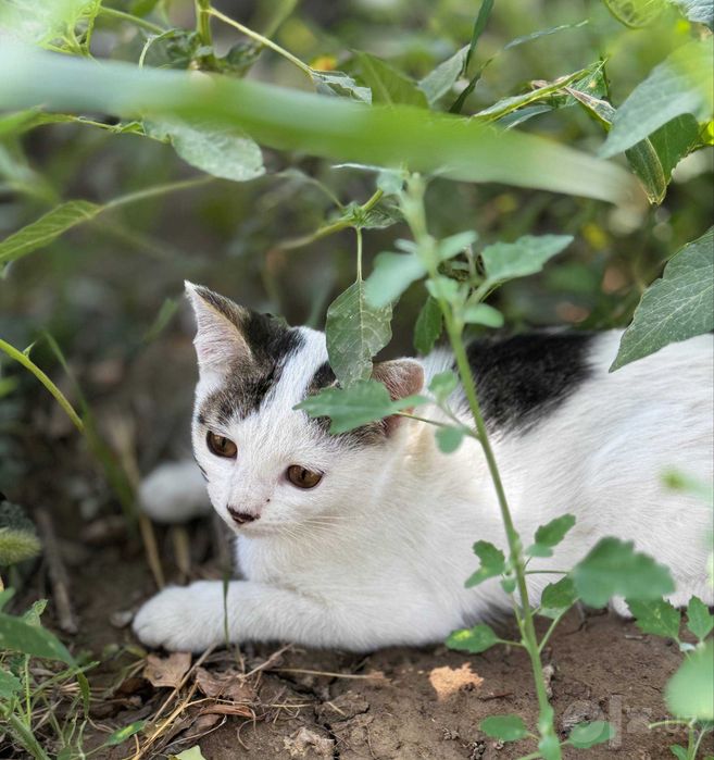 Отдам котят бесплатно в хорошие руки