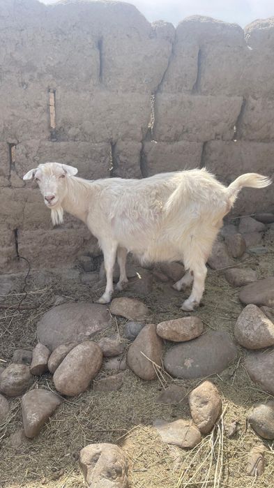 Қой-ешкі, теке, лақ сатылады