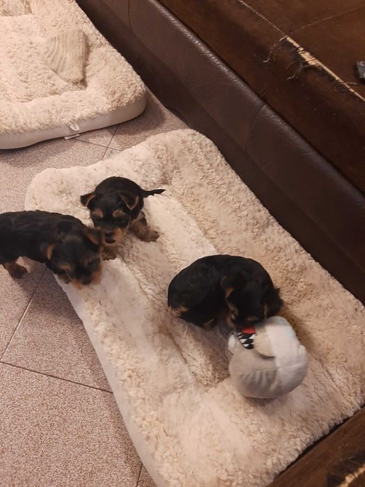 Сладки йоркита,готови да даряват любов. Родени на 30.11.25г.