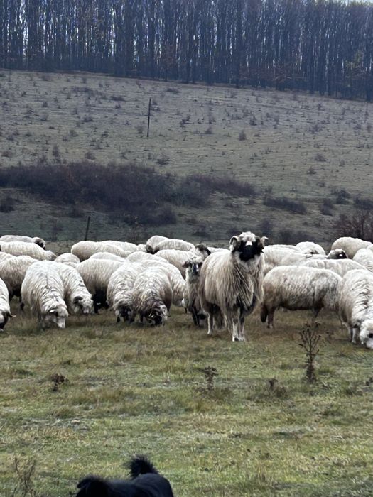 Berbec breaz de 3 ani