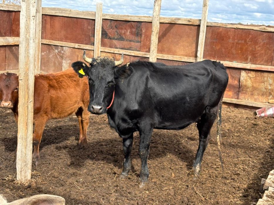 Корова с теленком