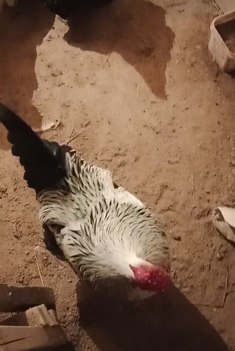 Қораз сатылады жас қораз