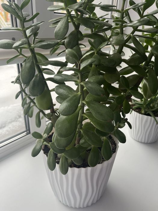 Продам комнатные цветы