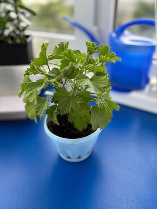 Продам растение герань (пеларгония)