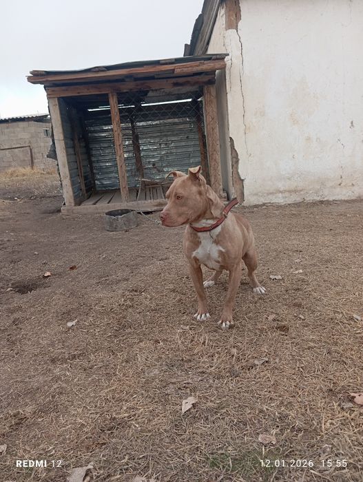 Пит, питбуль, Пит бультерьер