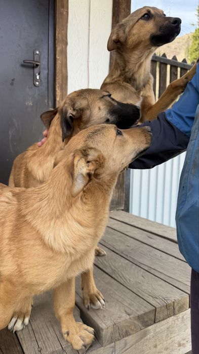 Отдадим щенка только в добрые руки