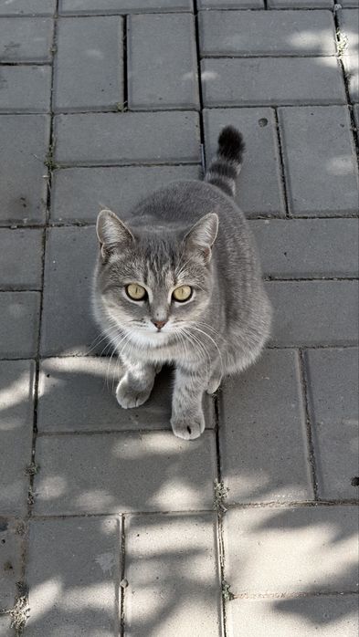 Котик пародистый очень красивый ласковый