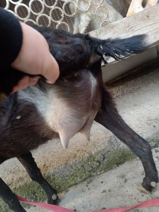 Эчки мурсияан  срочна сотилади