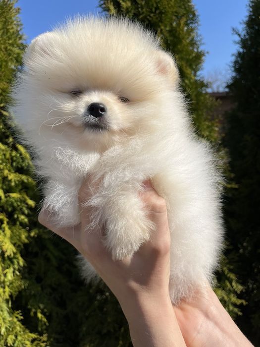 померан померан померан