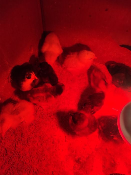 Брамо жужалар сотилади