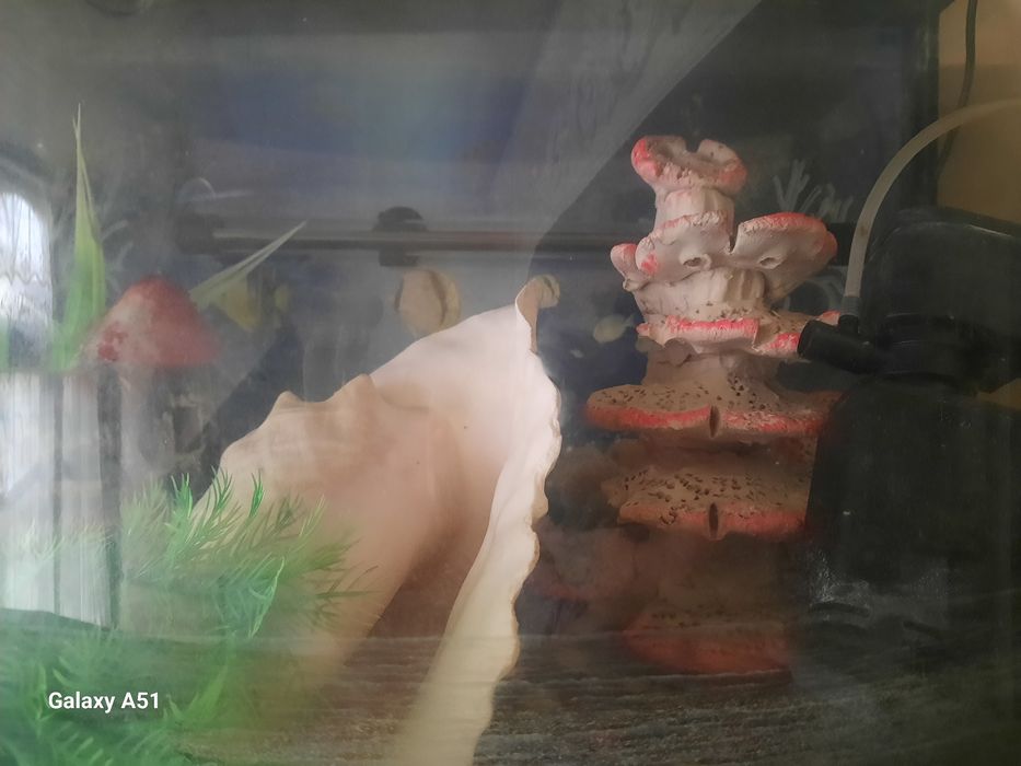 Аквариум для рыбы