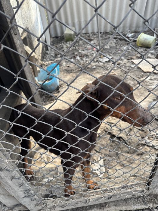 Продам добермана