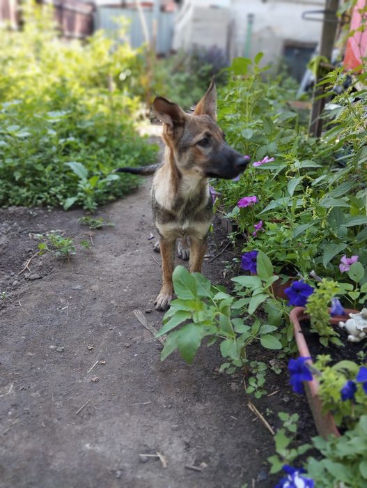 Отдам двух щенков