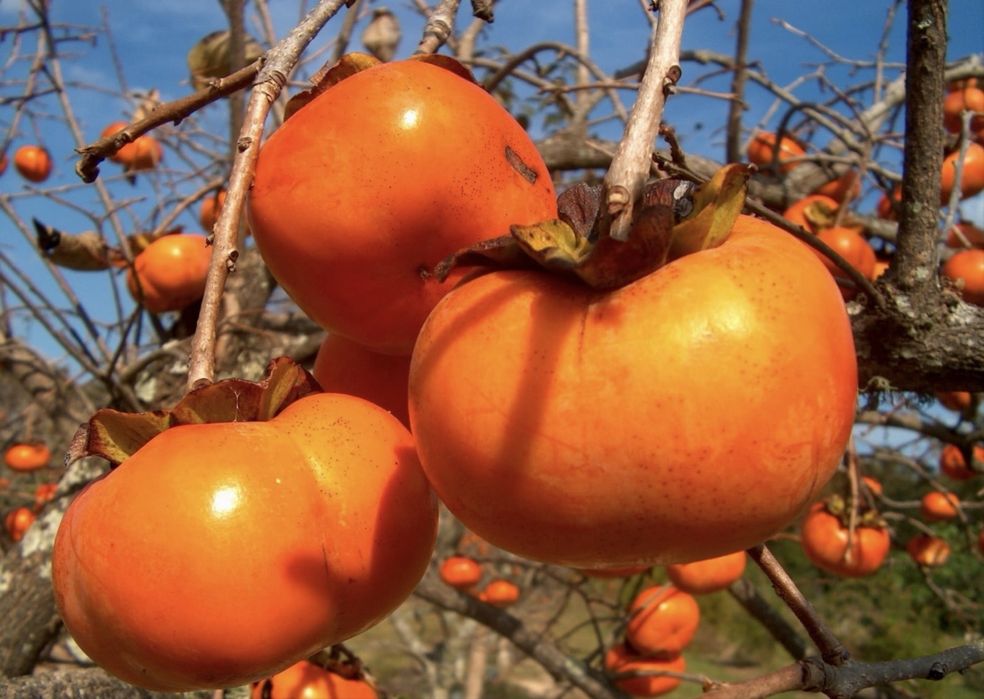 Kaki soiuri variate