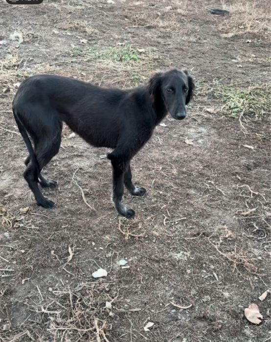 Срочна сатылады жақсы күшік