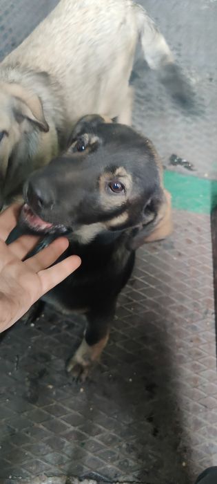 Щенки ищут семью