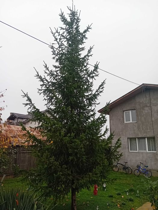 Brad Crăciun  5,50 m