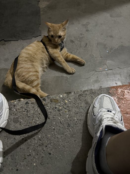 Отдам кота в добрые руки