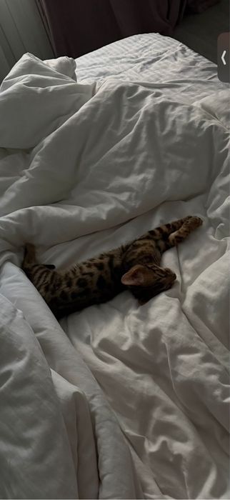 Бенгальские котята