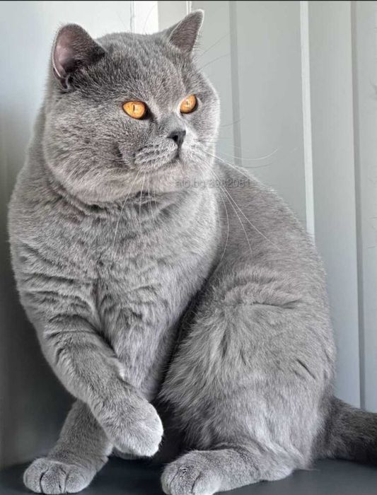 Продавам британски котета