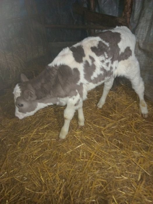 Vînd tăuraş bălțat