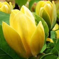 Pomi ornamentali  Magnoliu (6 culori