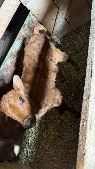 Теленок 2 недельный бычок