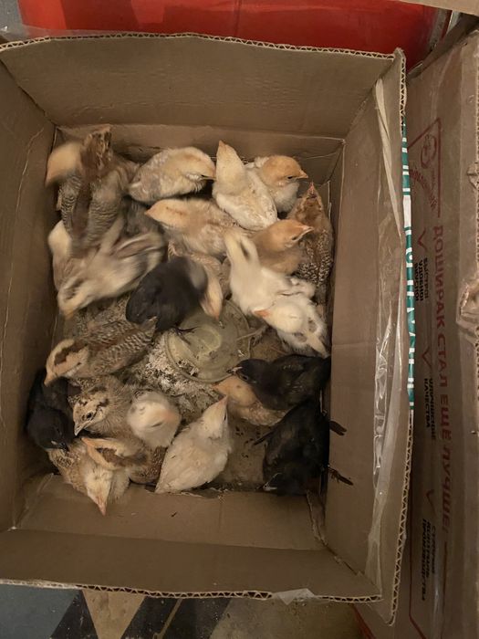 Продам цыплята