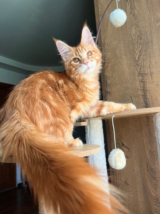 Baietel Maine Coon PEDIGREE Felisa