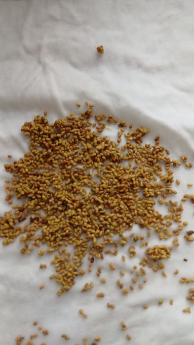 Жоңышқа ұрык сатылады 2100