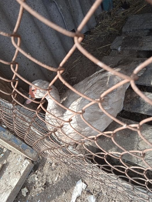 Инкубационные яйца индоутки