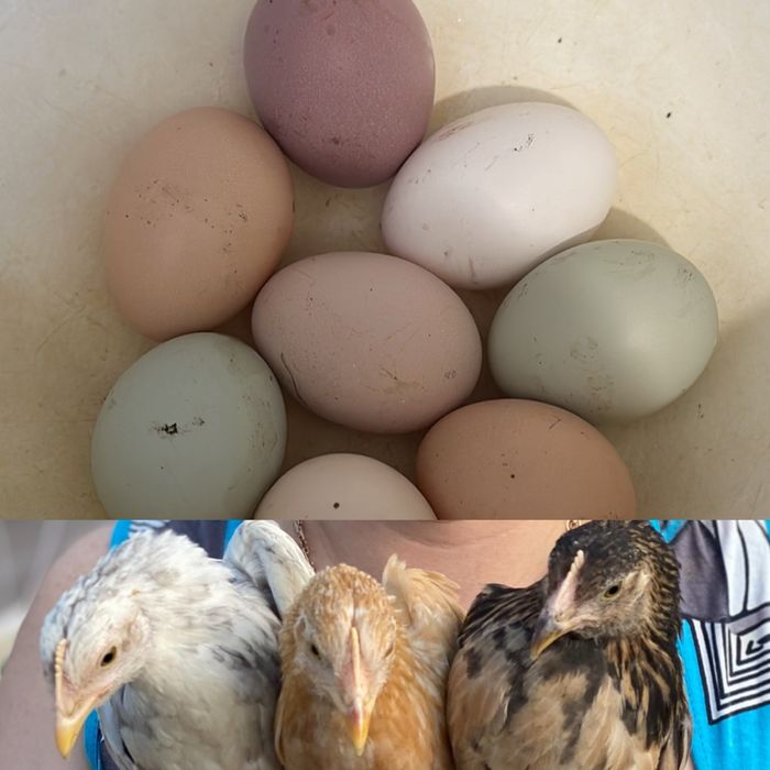 Продам инкубационное яйцо