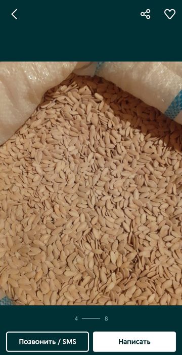 Сорт Семена Бакинка